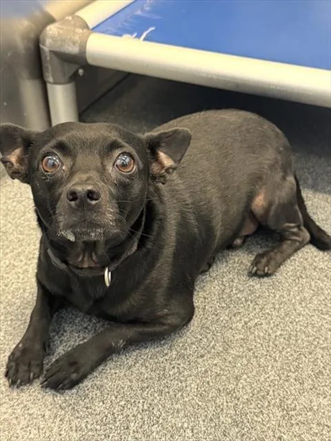 An adult medium-sized male Mixed Breed dog named Mickey for adoption in Dallas, TX