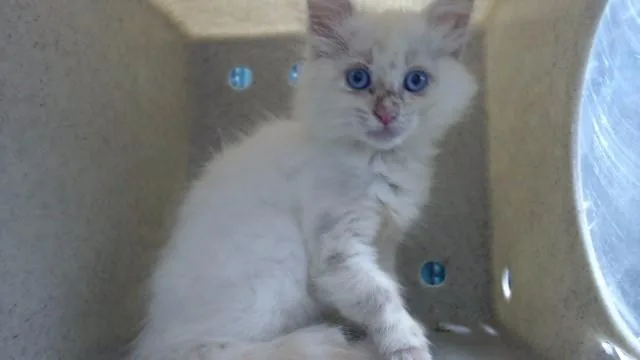 A baby medium-sized male Domestic Long Hair cat named Bubbles for adoption in Downey, CA