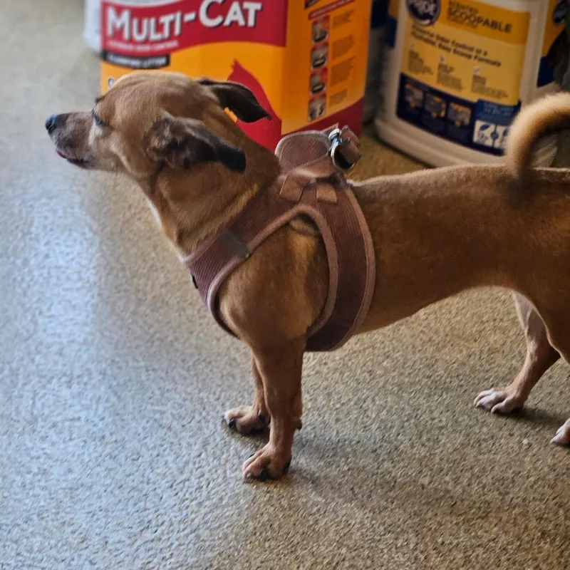 An adult small-sized female Brown / Chocolate Chihuahua dog named Miss Scooter for adoption in Gloucester, VA