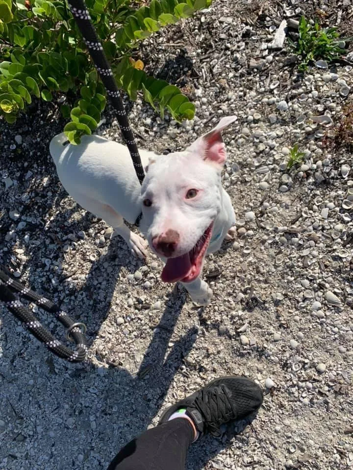 An adult extra large-sized male American Staffordshire Terrier dog named Bentley for adoption in Cape Coral, FL