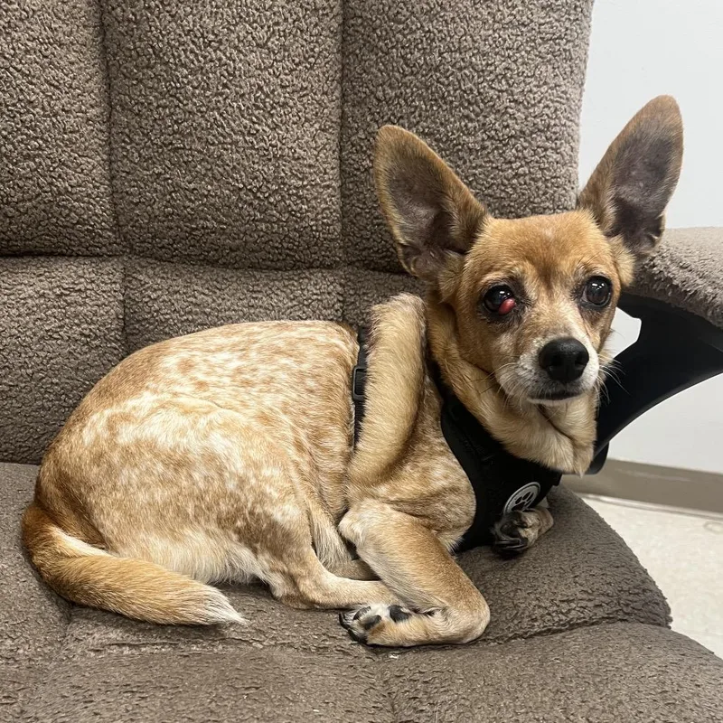 A senior small-sized female Red / Chestnut / Orange Chihuahua dog named Peanut for adoption in Kansas City, KS