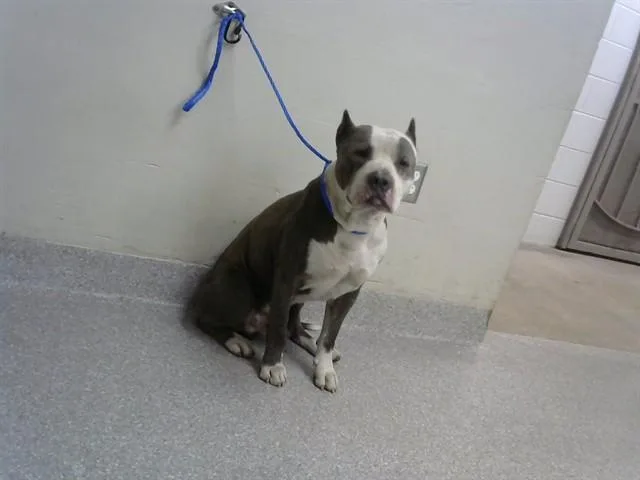 An adult medium-sized male Pit Bull Terrier dog named Apache for adoption in Pasadena, TX