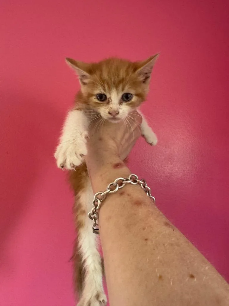 A baby medium-sized male Domestic Short Hair cat named Milwaukee for adoption in Johnson City, TN