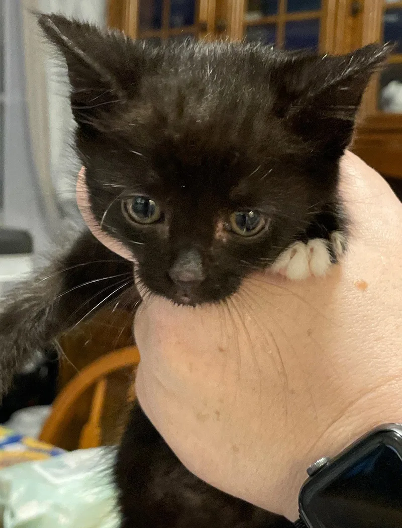 A baby medium-sized female Domestic Short Hair cat named Trek for adoption in Island Lake, IL