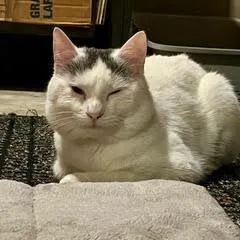 A young medium-sized male White Domestic Short Hair cat named Pho C for adoption in Minnetonka, MN