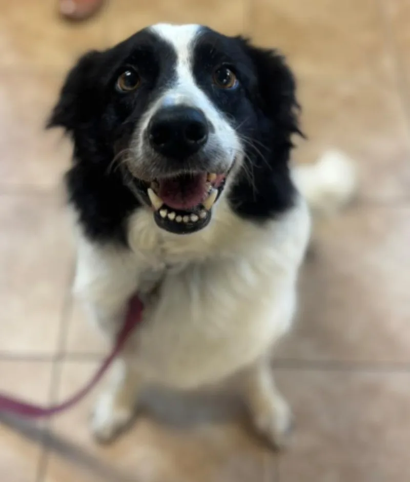 A senior large-sized female Border Collie dog named Emma for adoption in Viroqua, WI