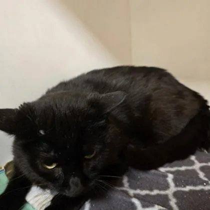 An adult large-sized male Domestic Short Hair cat named Lupin for adoption in Janesville, WI
