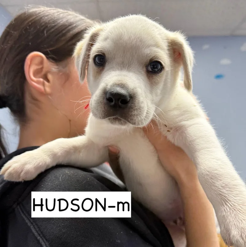 Hudson thumbnail 2