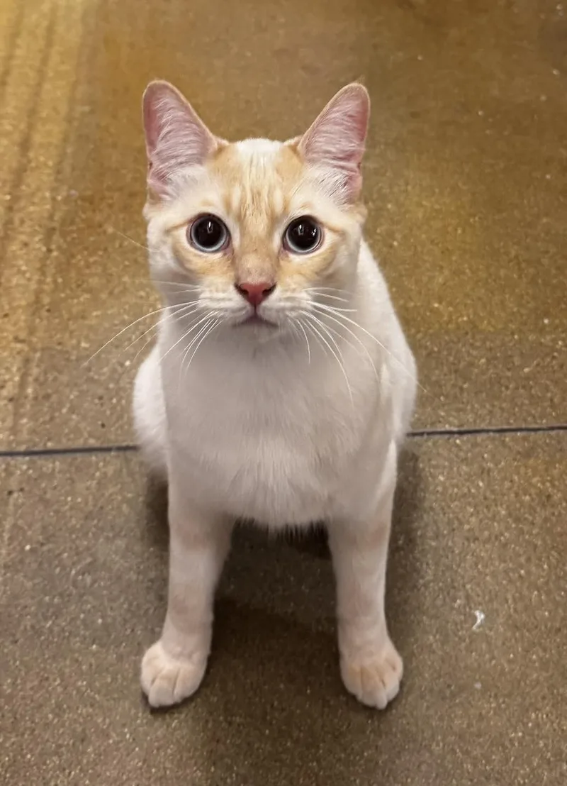 A young medium-sized male Flame Point Applehead Siamese cat named Lucien for adoption in Tucson, AZ