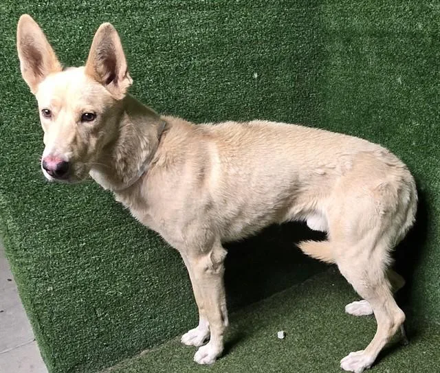 An adult large-sized male Golden Retriever dog named A for adoption in Lancaster, CA