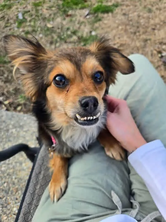 Clementine thumbnail 3