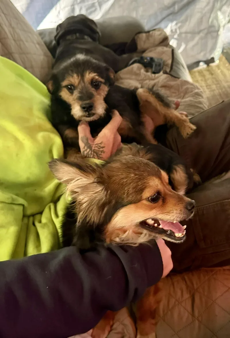 Clementine thumbnail 5