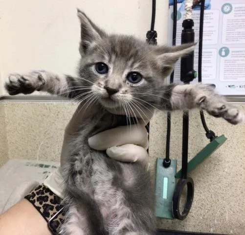 A baby small-sized female Domestic Short Hair cat named Matilda for adoption in Riverside, CA