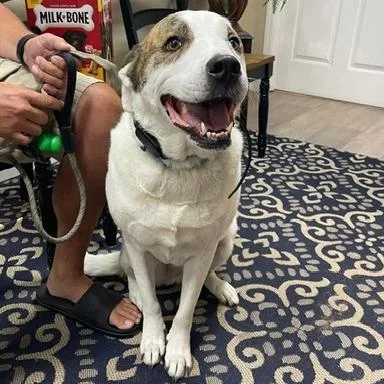 An adult large-sized female White / Cream Great Pyrenees dog named Chloe for adoption in Lake Panasoffkee, FL