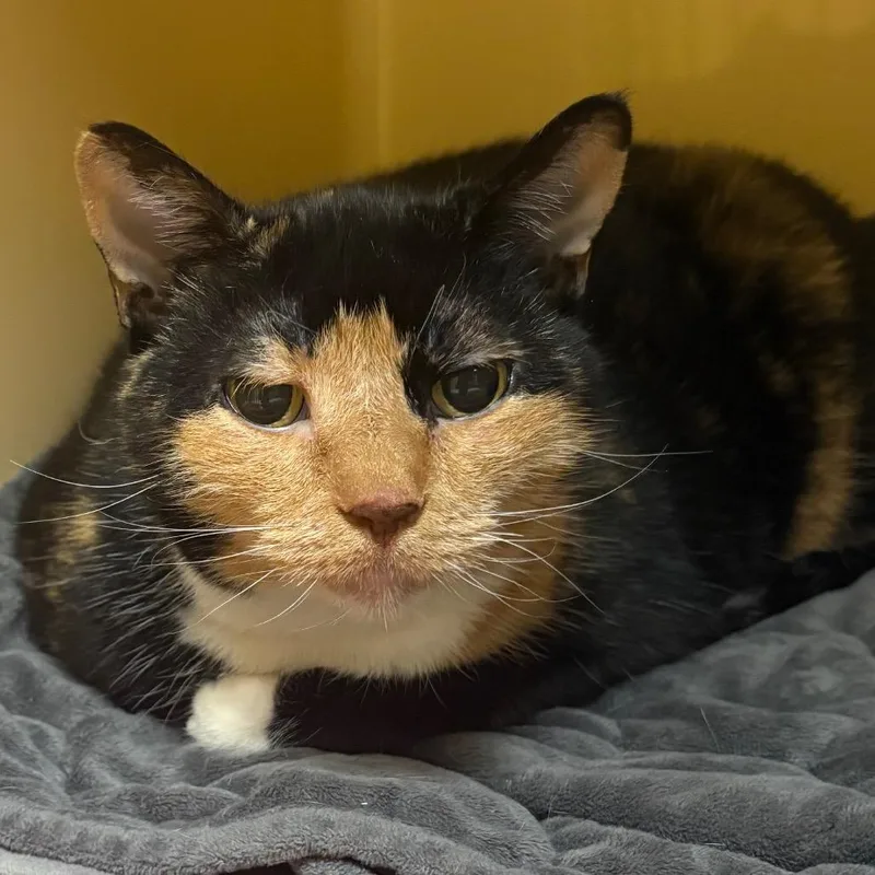 A senior extra large-sized female Calico Domestic Short Hair cat named Kiki for adoption in East Hanover, NJ