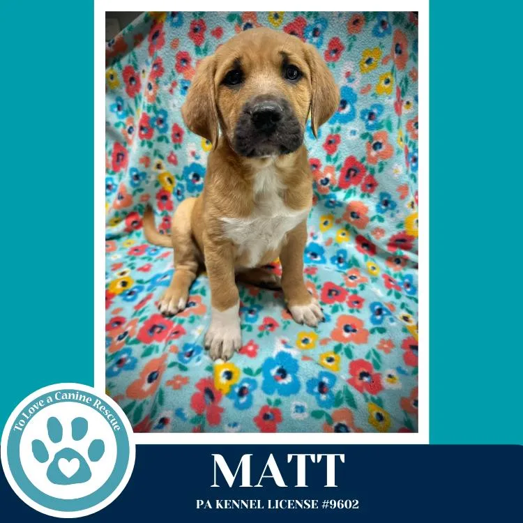 A baby medium-sized male Hound dog named Matt for adoption in Kimberton, PA