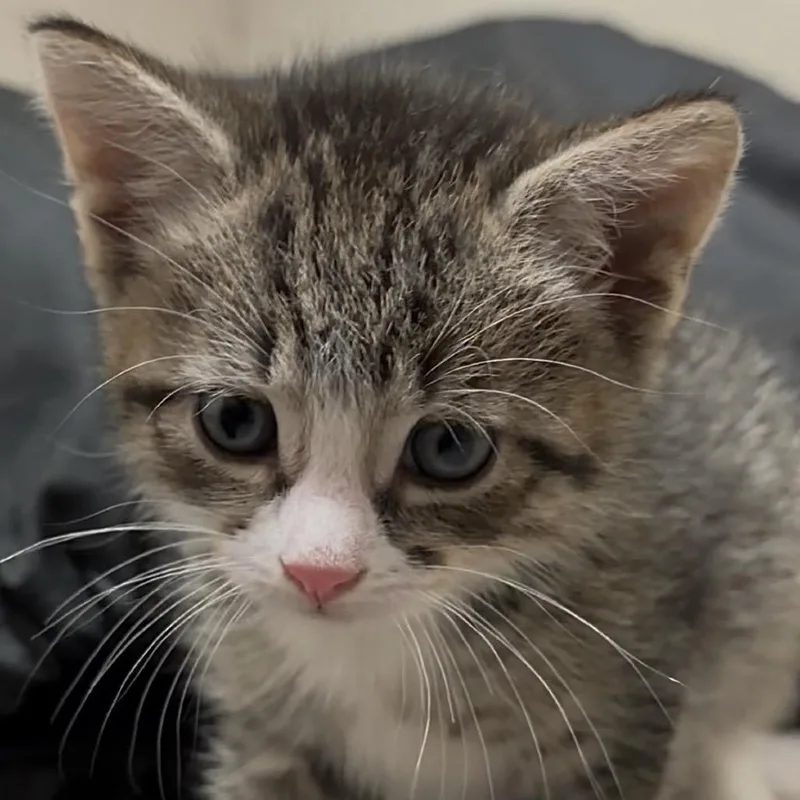 Lentil