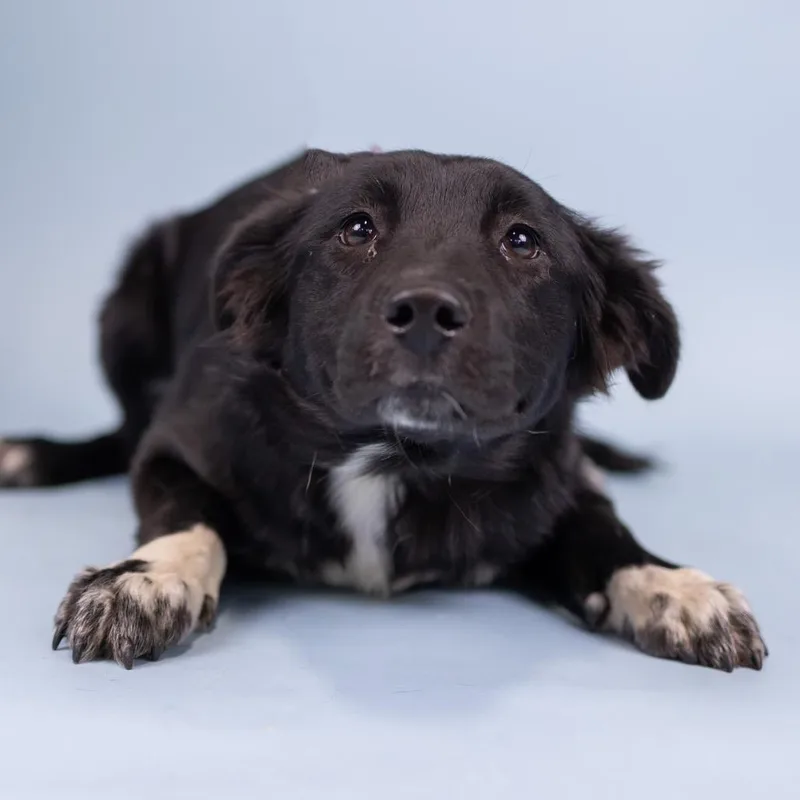 A baby medium-sized female Black Mixed Breed dog named Chonker for adoption in Portland, OR