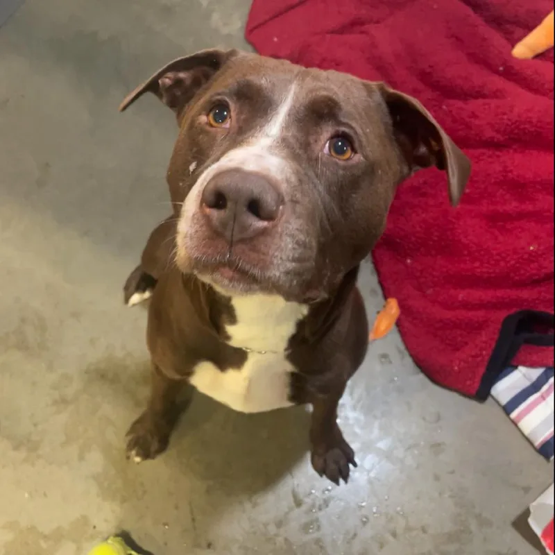 An adult large-sized male Brown / Chocolate Pit Bull Terrier dog named Tank for adoption in Bismarck, ND