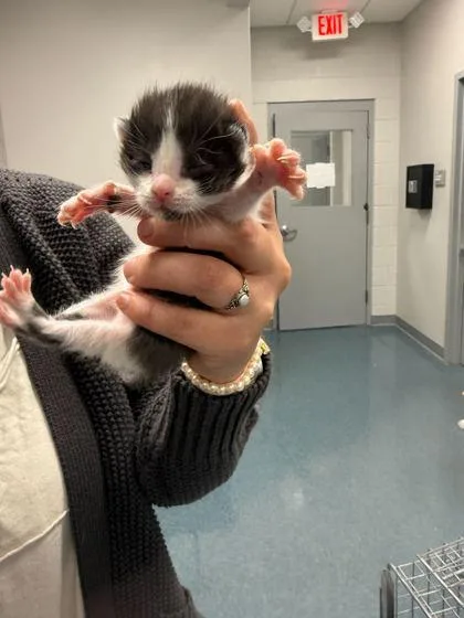 A baby small-sized female Domestic Short Hair cat named Grape for adoption in Sevierville, TN
