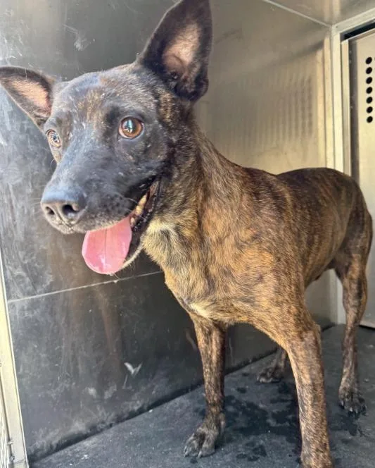 A young large-sized male Belgian Shepherd / Sheepdog dog named Daffy for adoption in Little Elm, TX