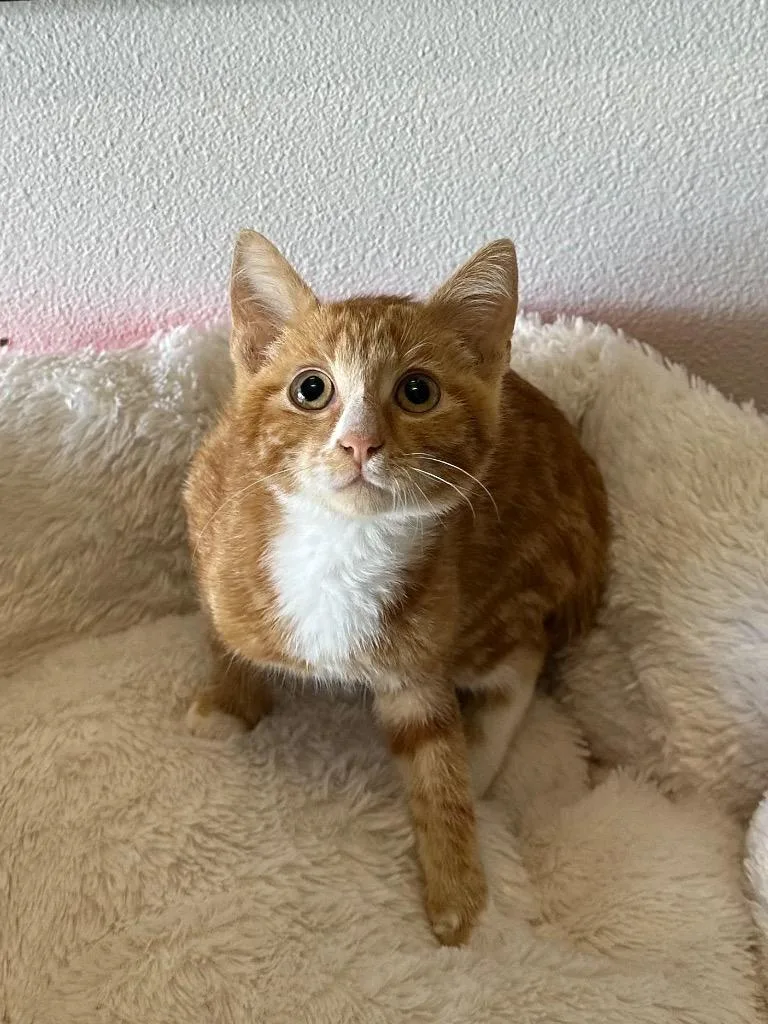 A baby medium-sized male Domestic Short Hair cat named Big Max for adoption in Newberg, OR