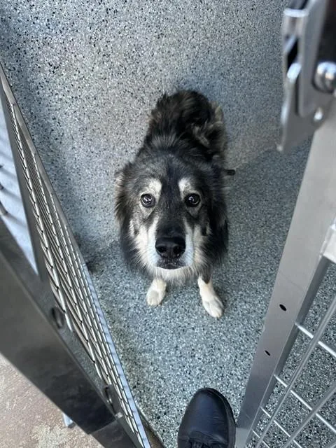 An adult large-sized male Husky dog named Carrey for adoption in Paradise, CA