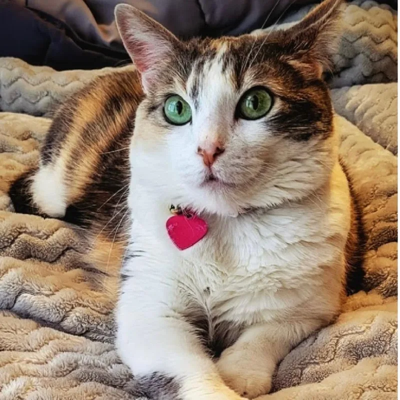 A senior small-sized female Calico Domestic Short Hair cat named Dash for adoption in Brea, CA