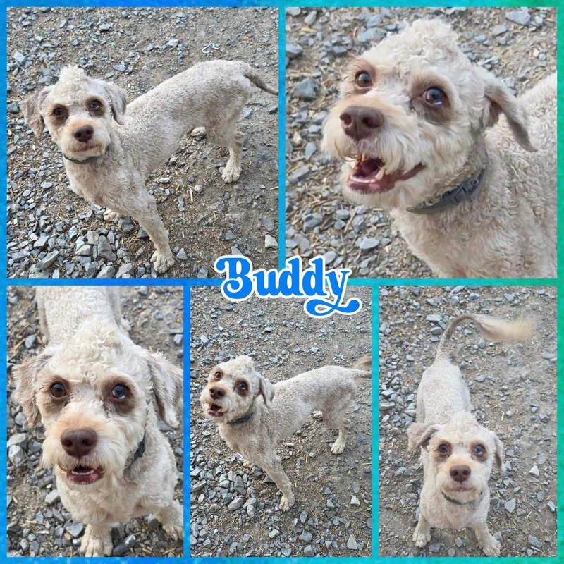 A young small-sized male White / Cream Cavapoo dog named Buddy for adoption in Blacksburg, SC