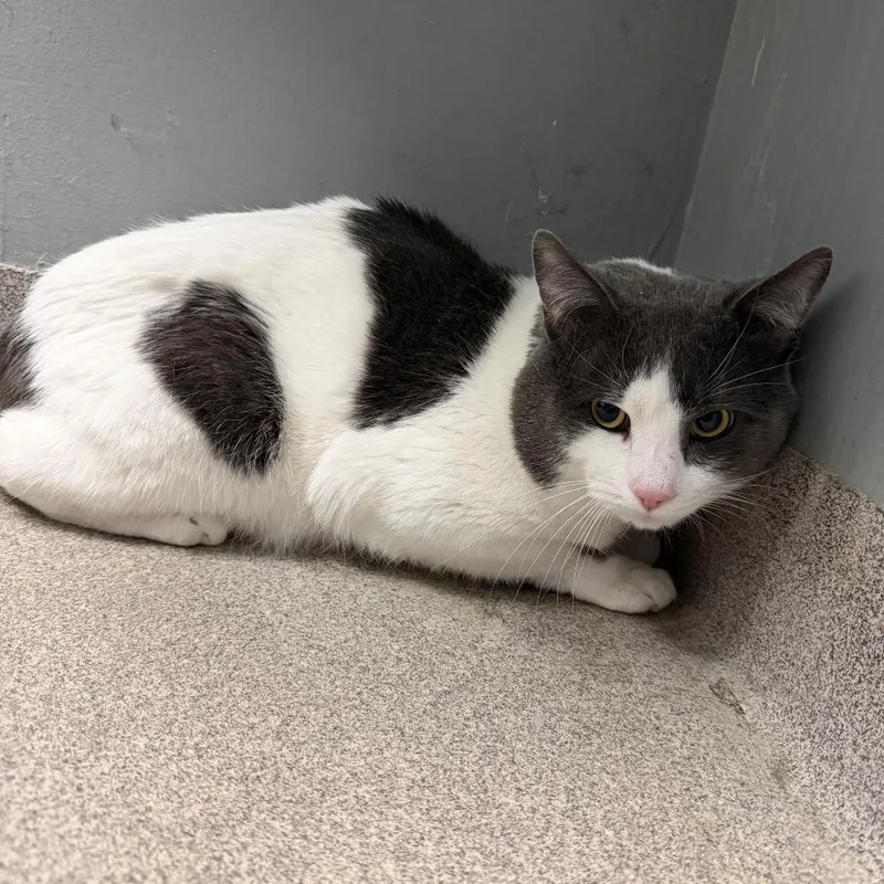 Leonardo Decatrio thumbnail 2