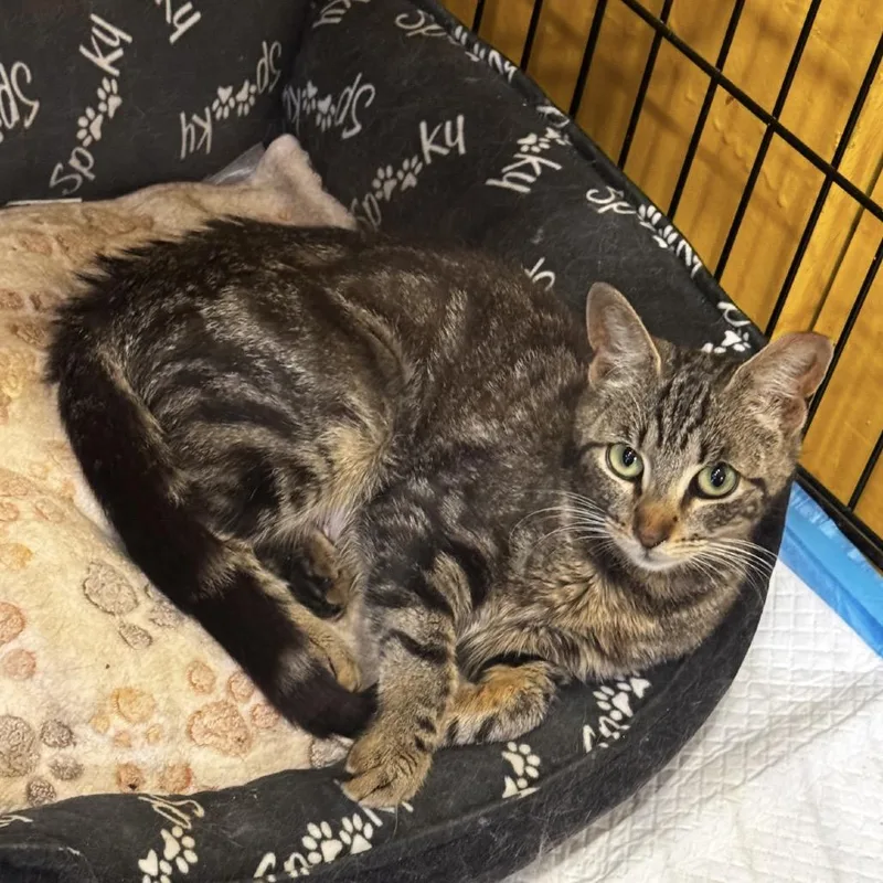 An adult small-sized female Gray / Blue / Silver Domestic Short Hair cat named Lola for adoption in Howard beach, NY