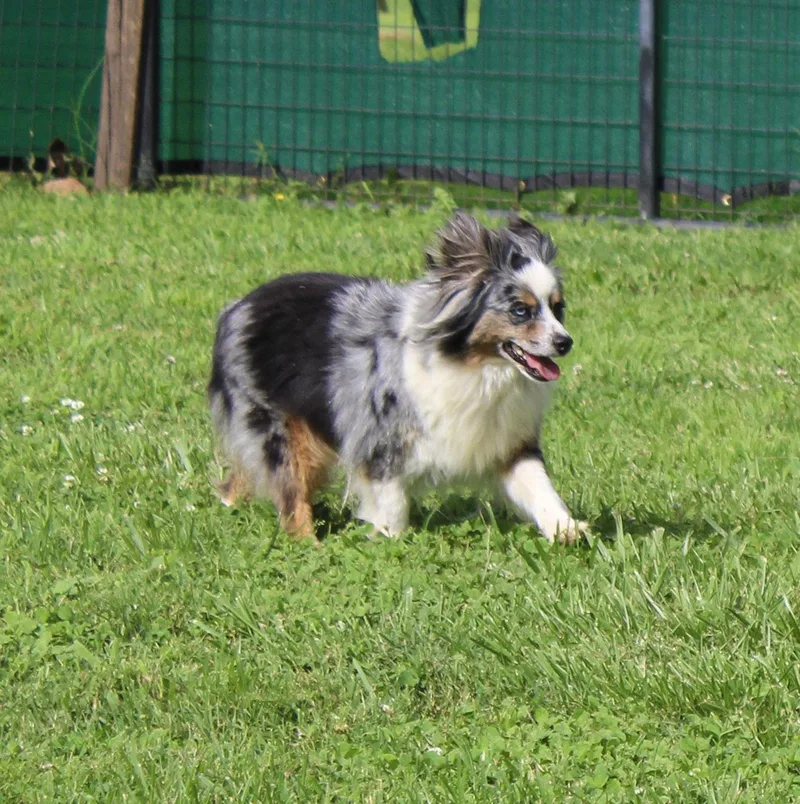 An adult small-sized female Merle (Blue) Australian Shepherd dog named Pasley for adoption in Neosho, MO
