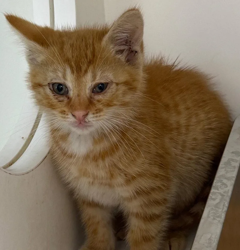 A baby medium-sized male Orange / Red Domestic Short Hair cat named 26-274 for adoption in Tarboro, NC
