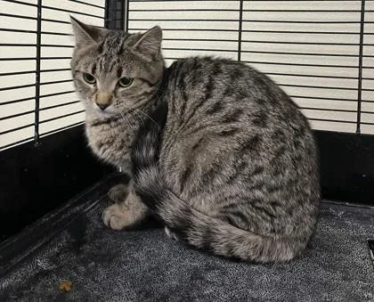 A young medium-sized female Tabby (Brown / Chocolate) Domestic Short Hair cat named Rylee for adoption in Cashiers, NC