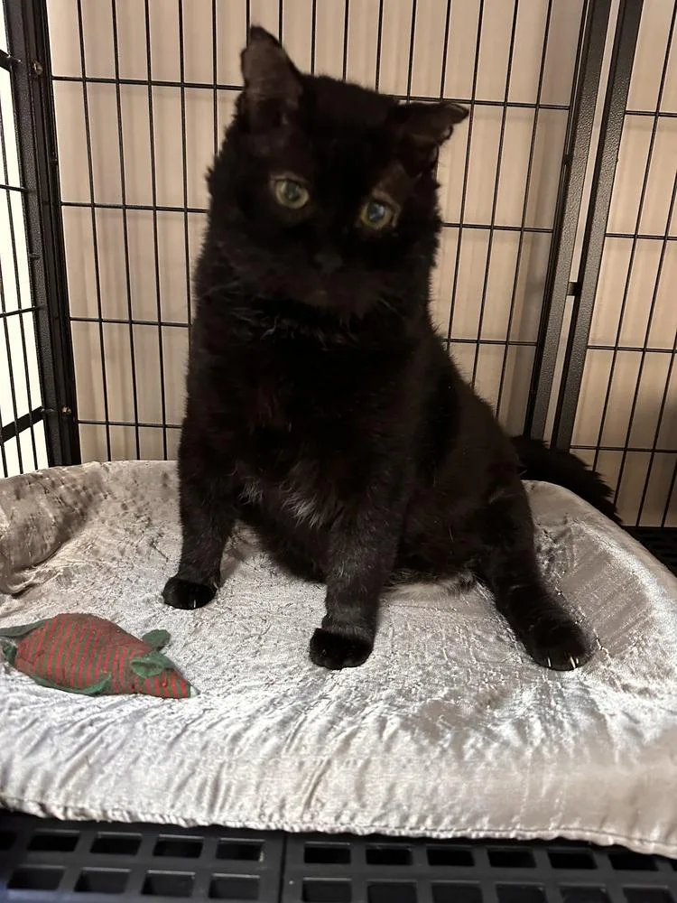 Honeybear thumbnail 2