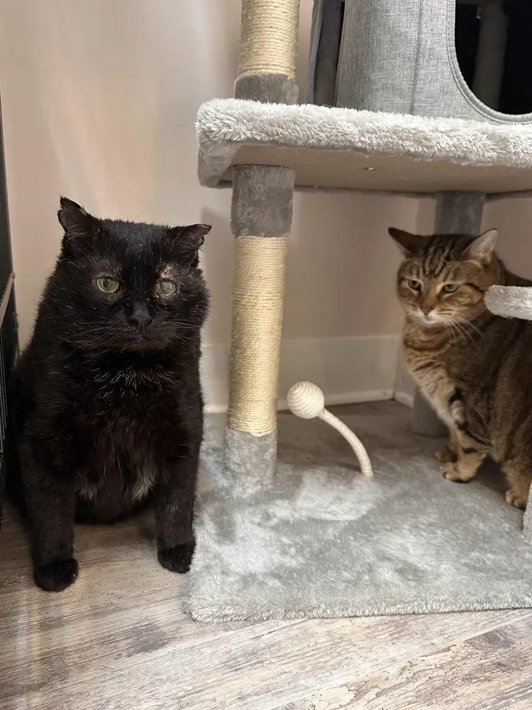 Honeybear thumbnail 3