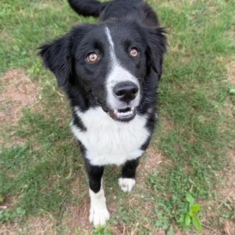 A young medium-sized female Border Collie dog named Remi for adoption in Corsicana, TX