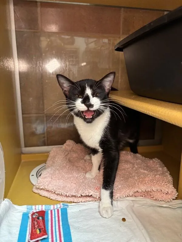 An adult medium-sized female Black Domestic Short Hair cat named Botany for adoption in Fort Collins, CO