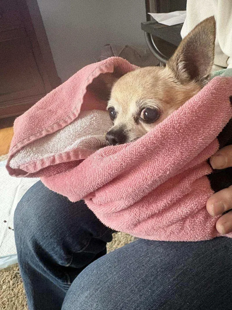 An adult small-sized female Chihuahua dog named "Saucy" girl in need for adoption in Rootstown, OH