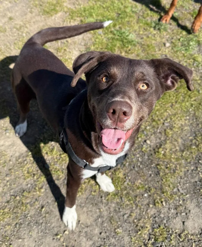 A young large-sized female Border Collie dog named Molly for adoption in St. Helens, OR