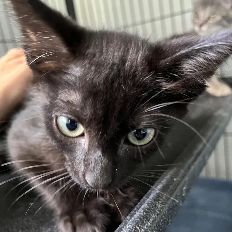A baby small-sized male Black Domestic Short Hair cat named Toaster for adoption in Sarasota, FL