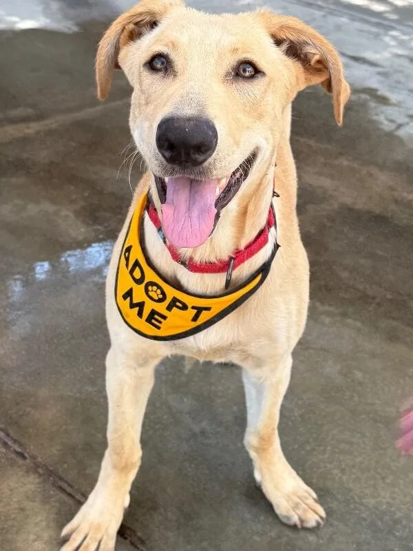 A baby large-sized male Yellow / Tan / Blond / Fawn Labrador Retriever dog named Copper for adoption in Van Nuys, CA