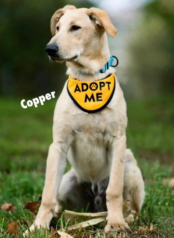 Copper thumbnail 5