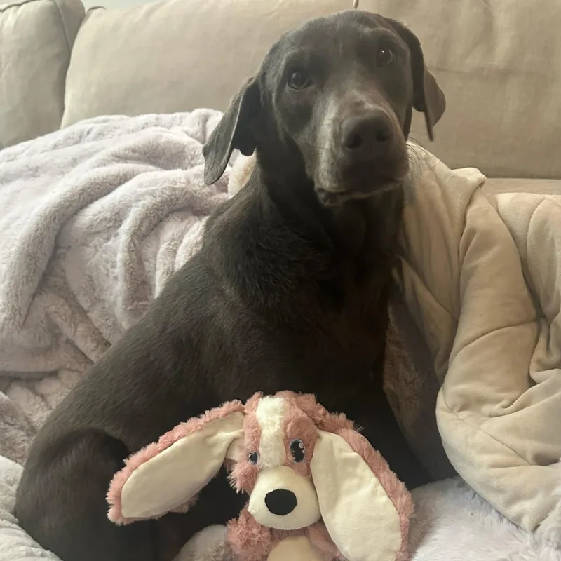 A young medium-sized female Brown / Chocolate Chocolate Labrador Retriever dog named Olive for adoption in Escondido, CA