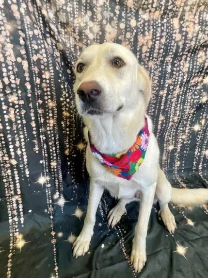 An adult large-sized female Great Pyrenees dog named Pu for adoption in Tulsa, OK