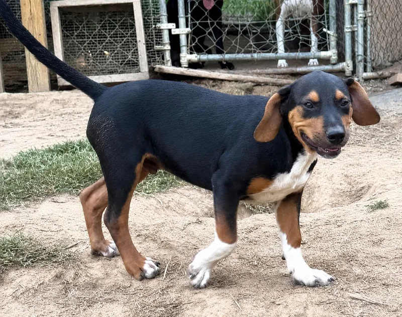 Teddy hound litter