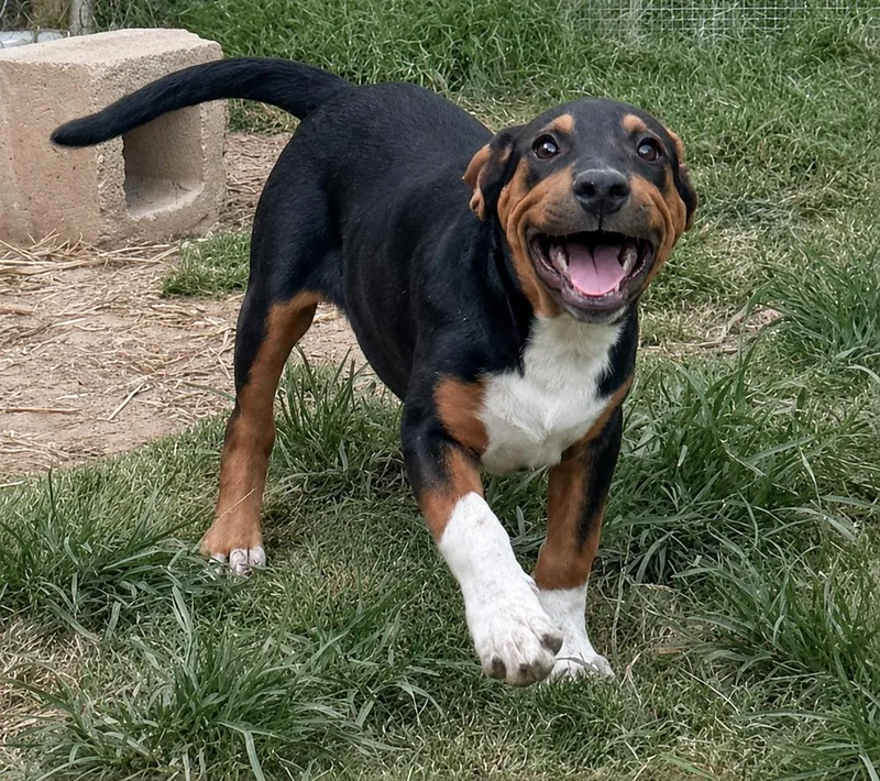 Teddy  hound litter thumbnail 2