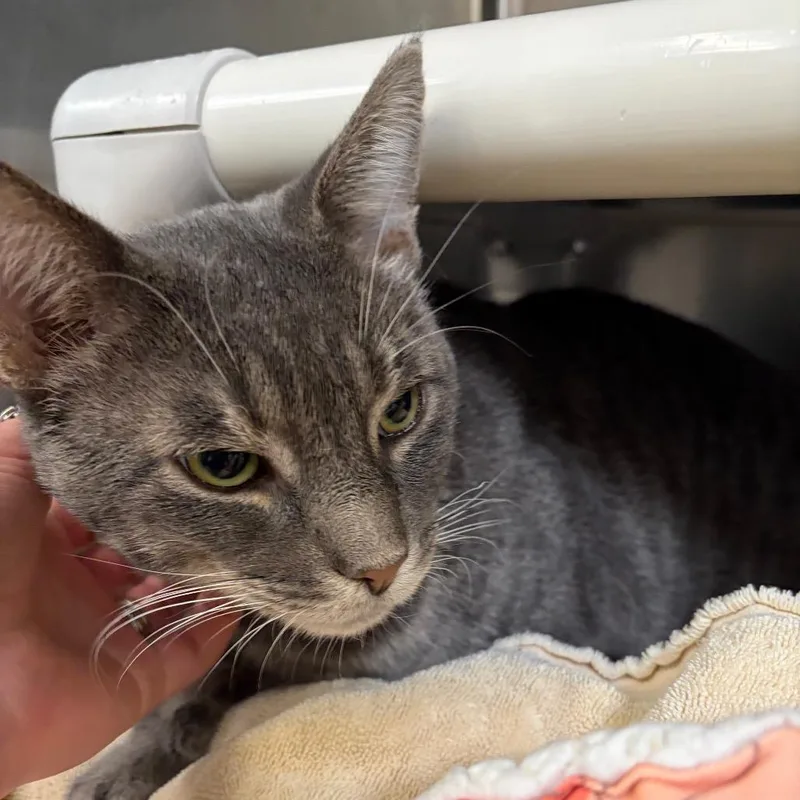 An adult large-sized male Gray / Blue / Silver Domestic Short Hair cat named Purrlock Holmes for adoption in Mentor, OH