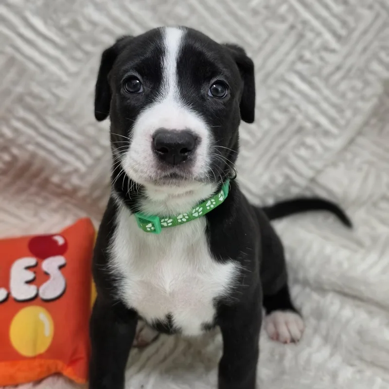 A baby medium-sized female Labrador Retriever dog named Koko for adoption in Cleveland, TX