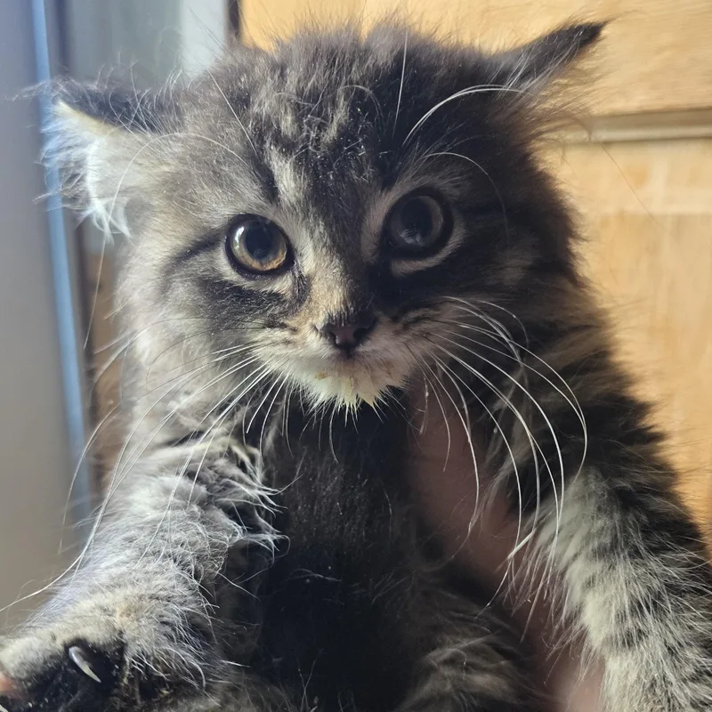 A baby medium-sized female Tabby (Brown / Chocolate) Domestic Long Hair cat named Princess Jasmine for adoption in Elizabeth, PA
